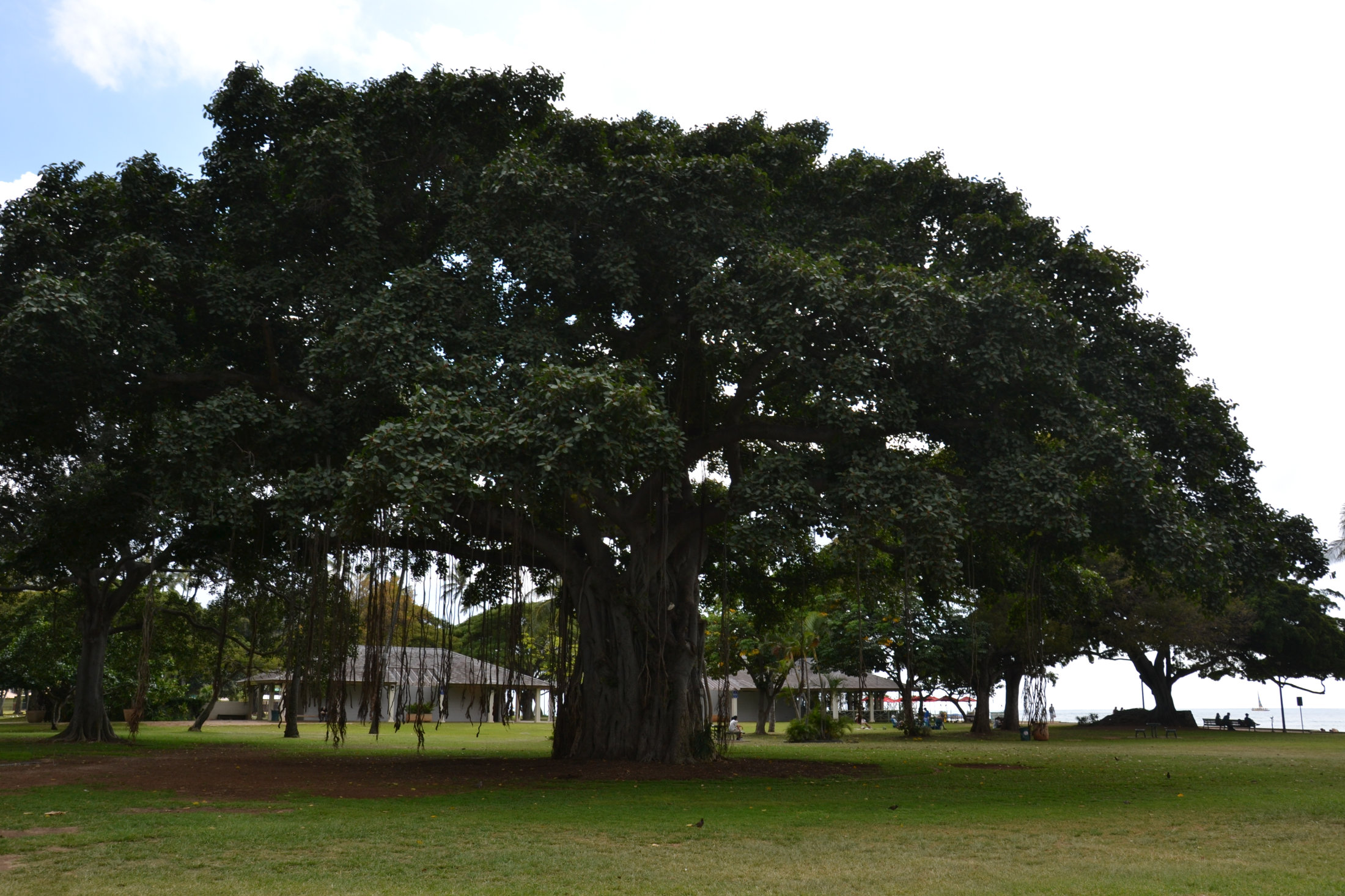 Banyan Tree am Waikiki Beach
