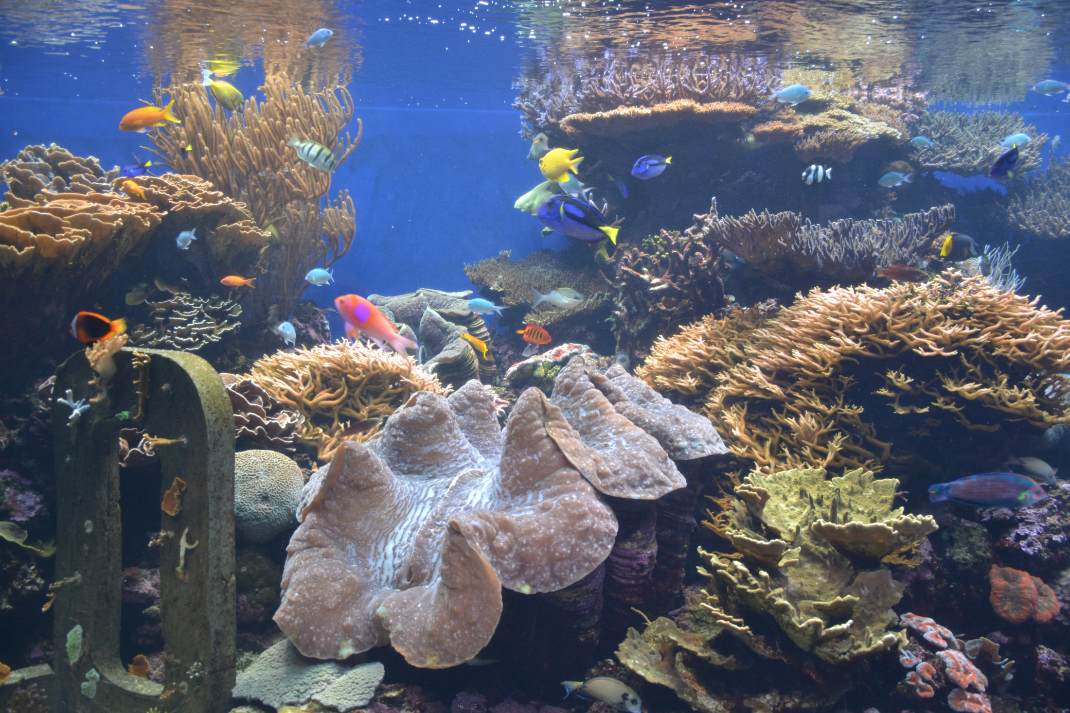 Aquarium am Waikiki Beach
