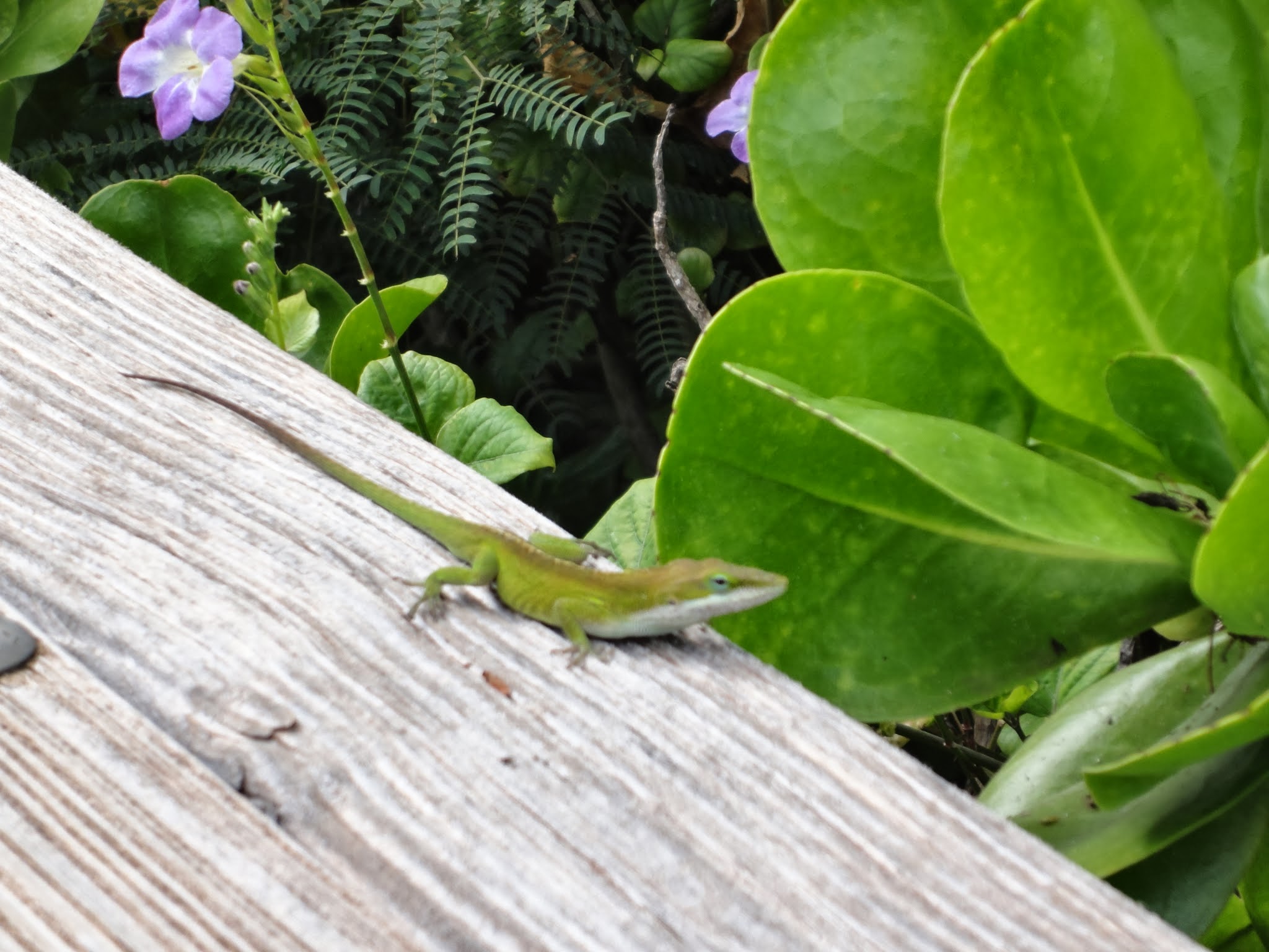 Ein kleiner grüner Mitbewohner