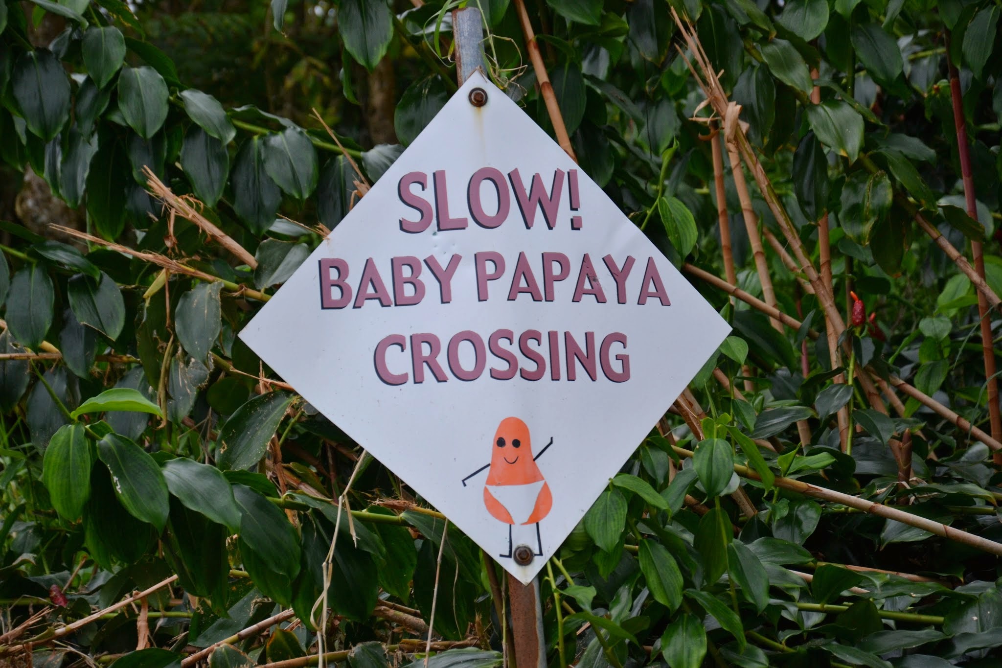 Hier laufen sogar die Papaya über die Straße ...