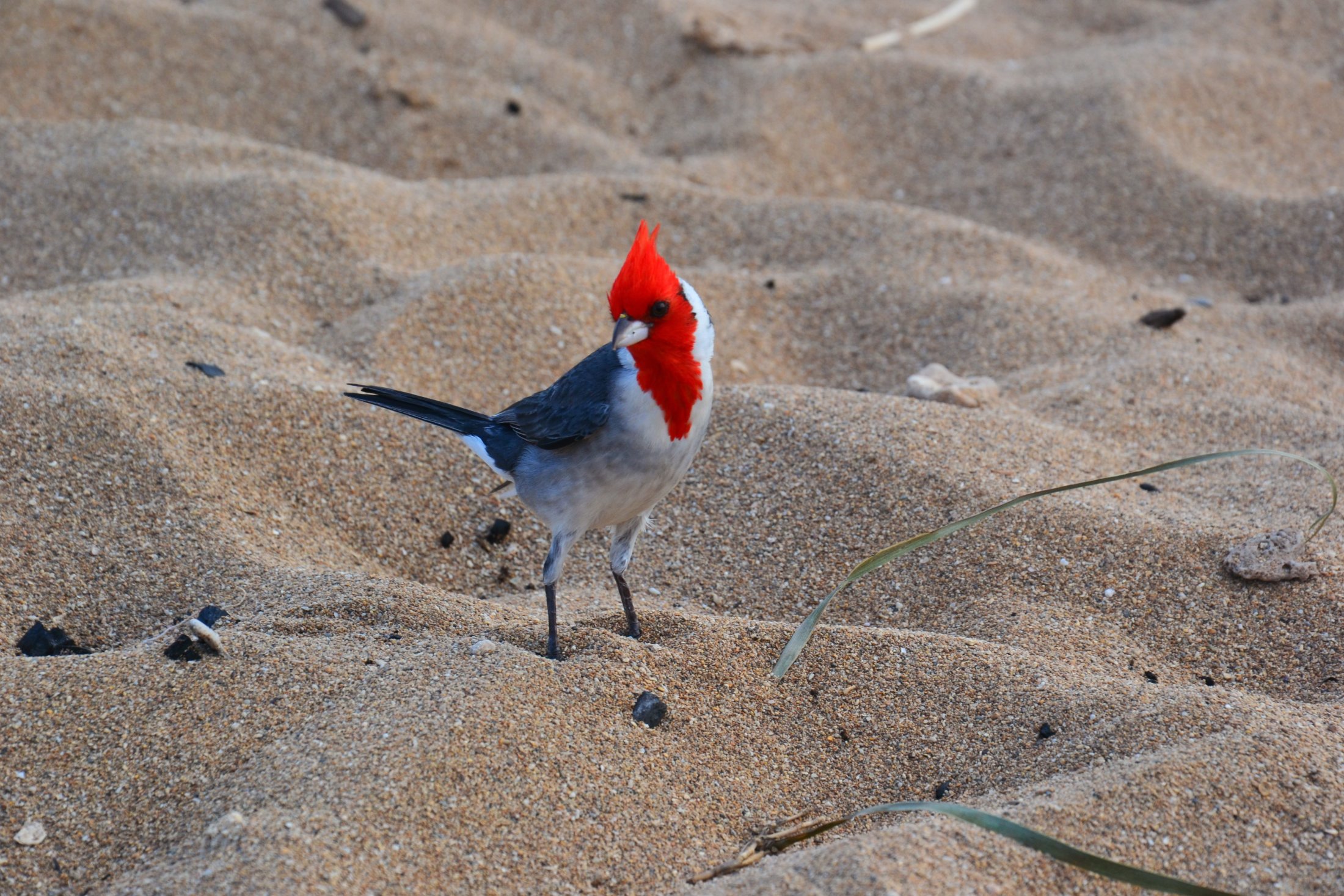 Ein Kardinal - warum der wohl so heißt