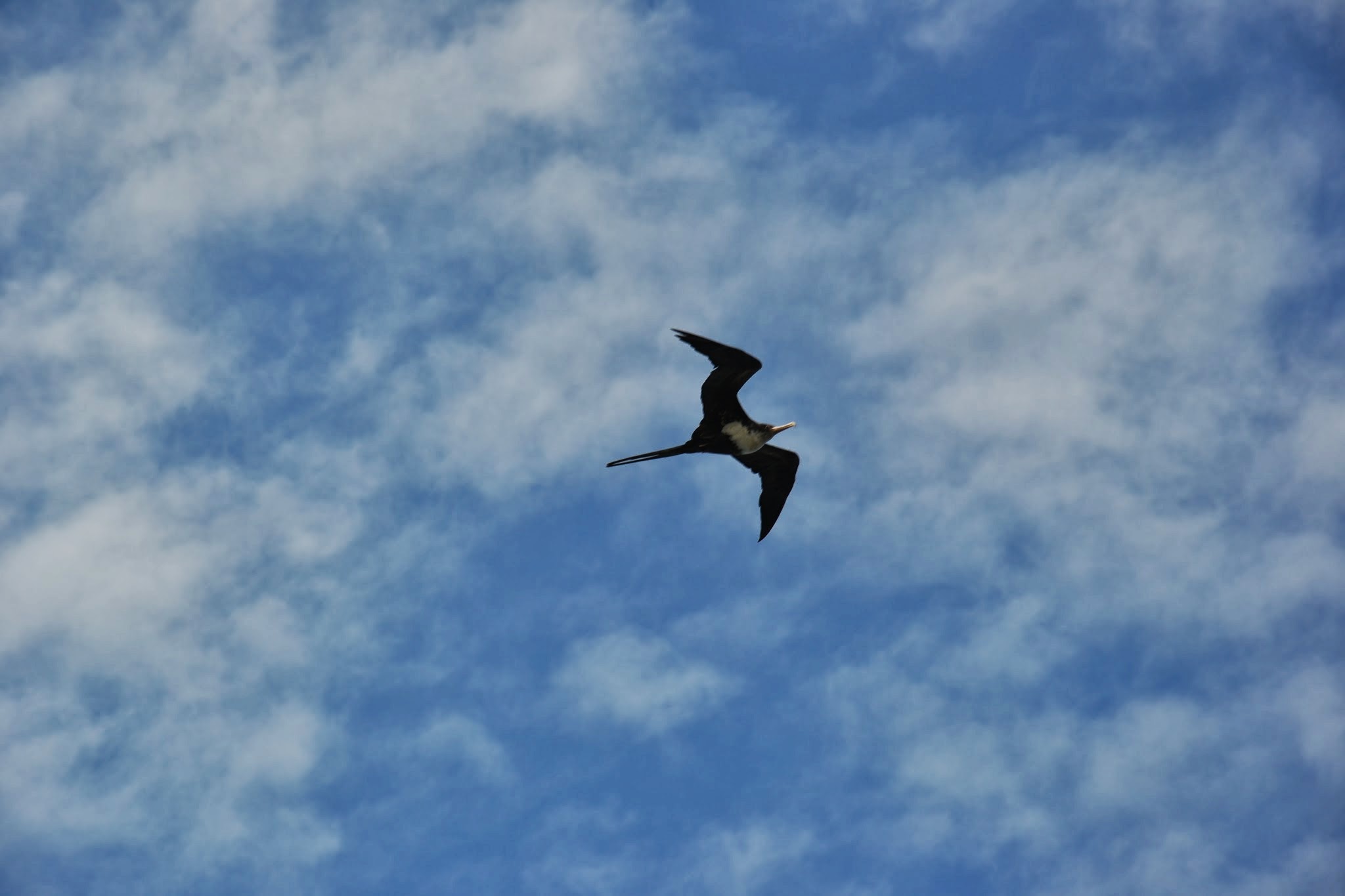Im Flug