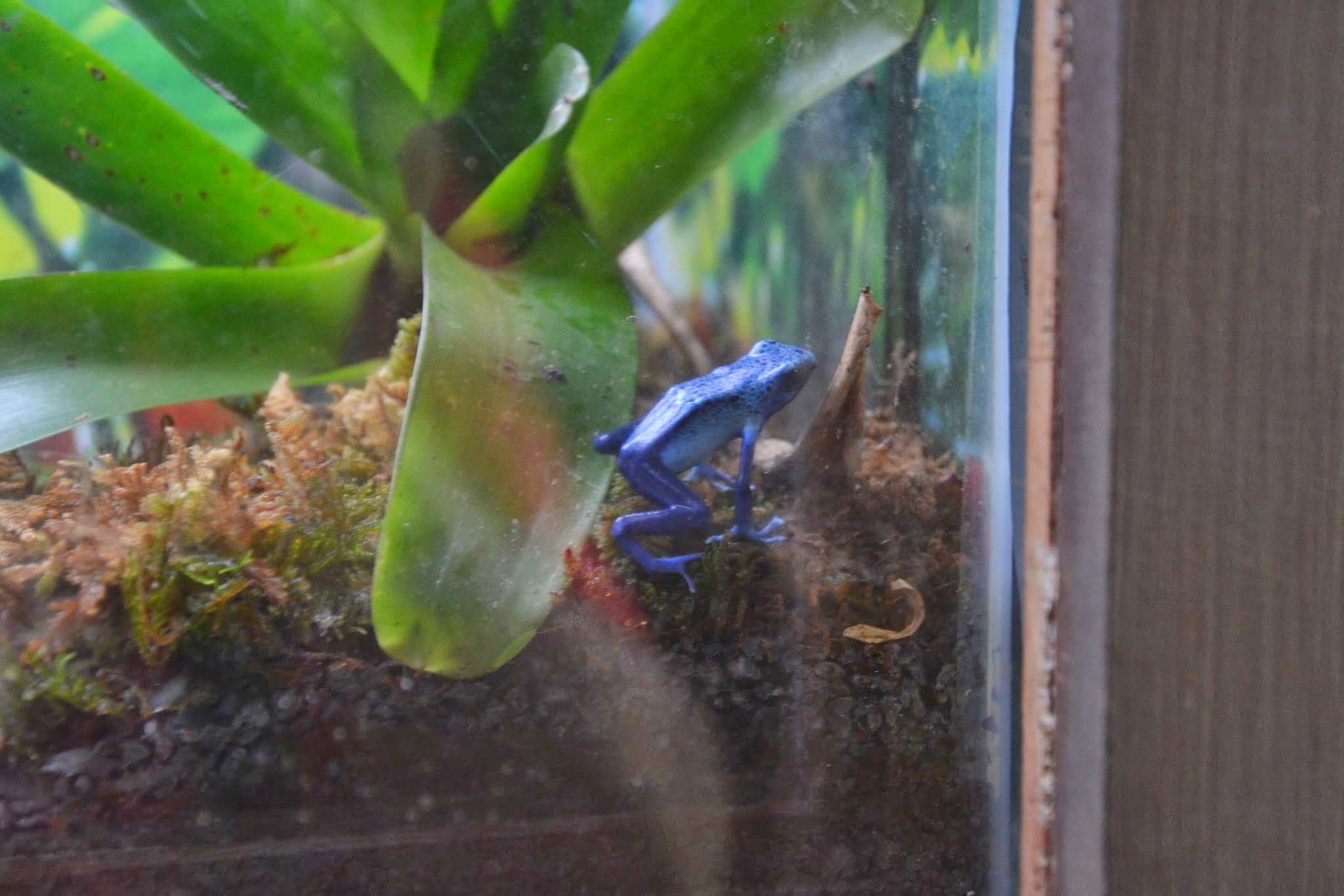 Blauer Frosch !