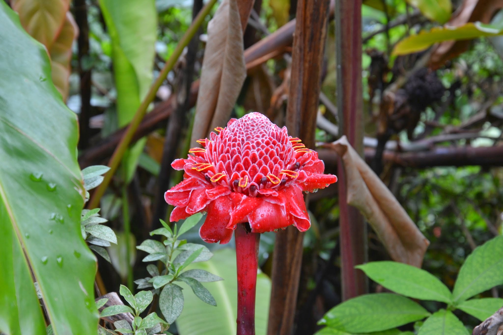 Blüte?
