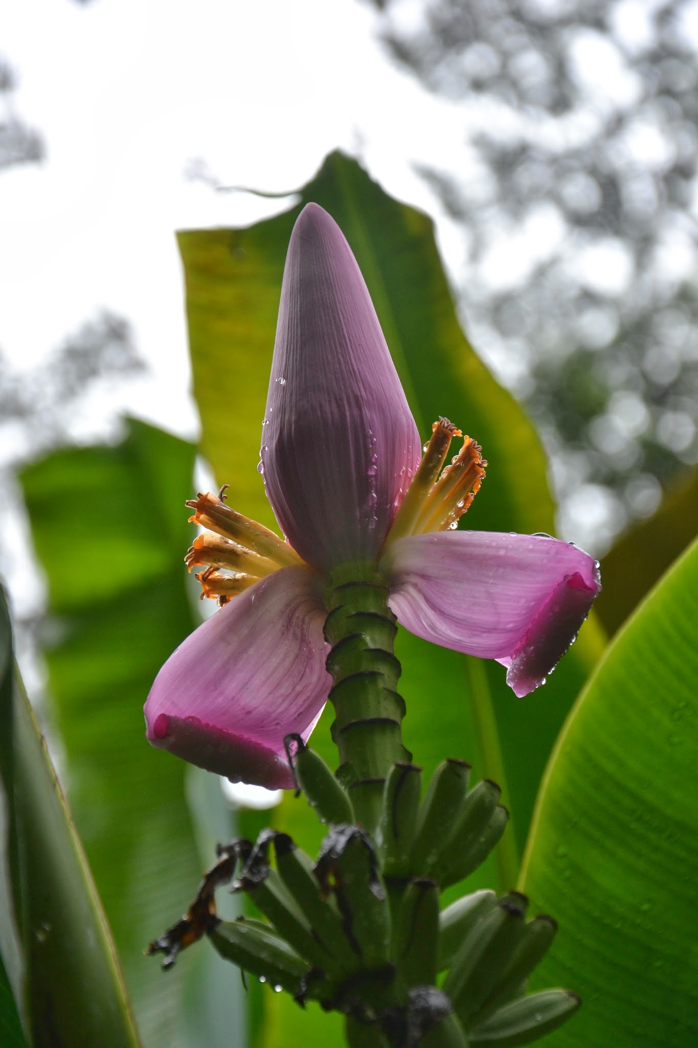 Bananenblüte