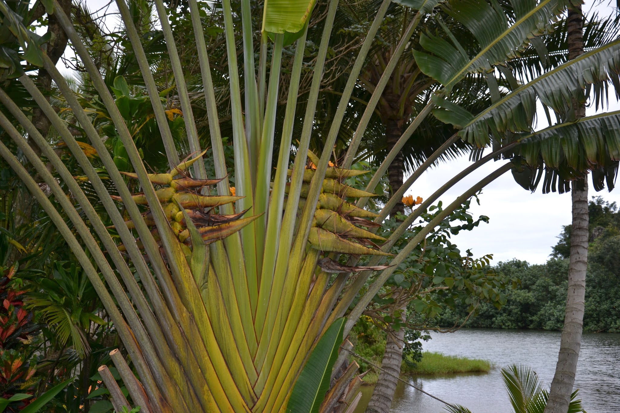 Palmenblüten