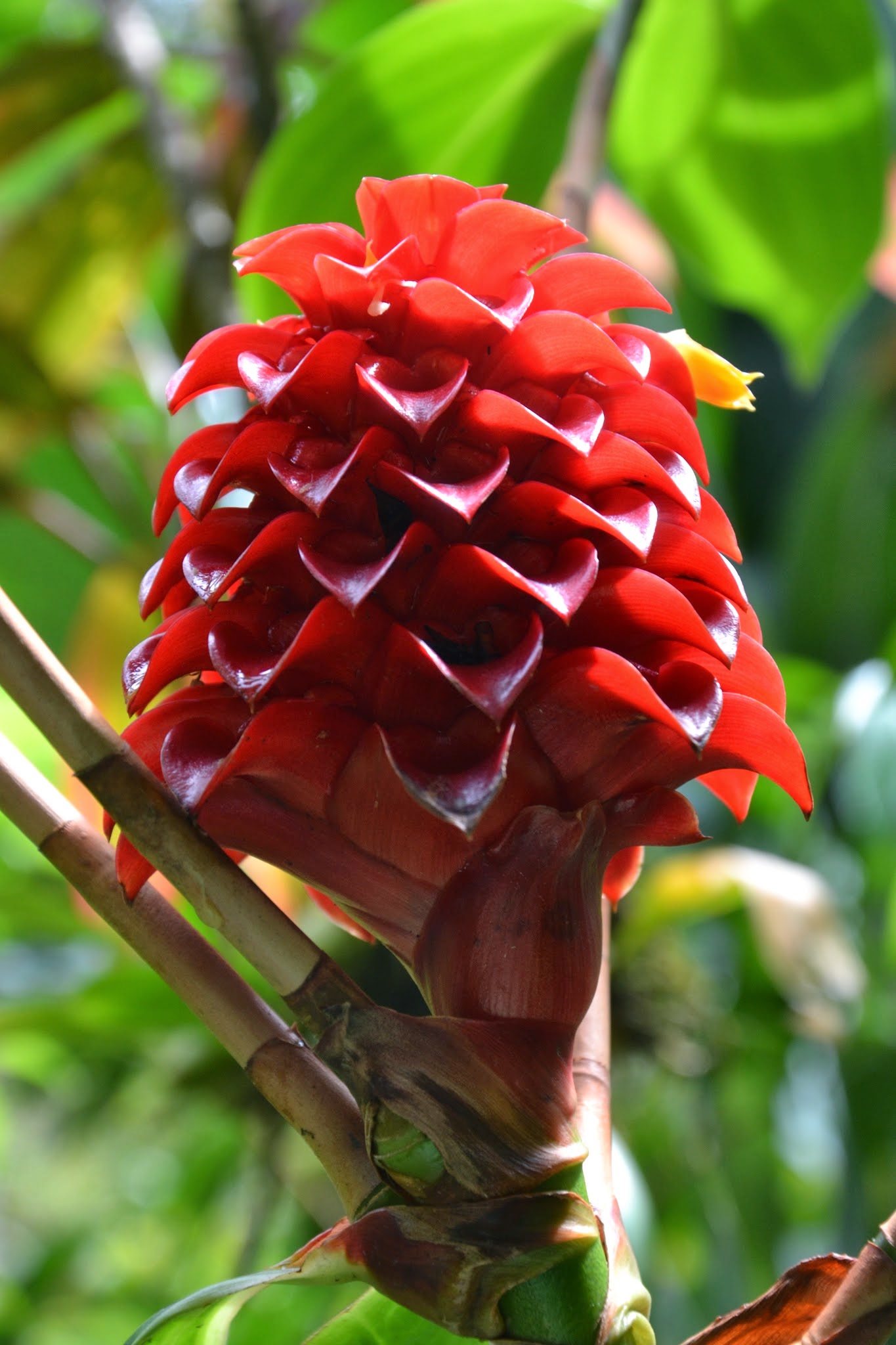 Blüte