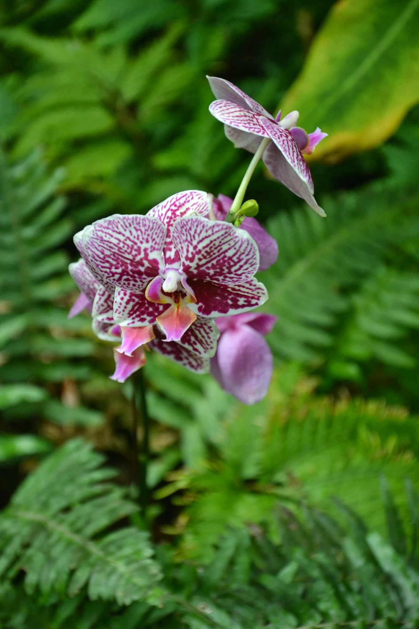 Blüte