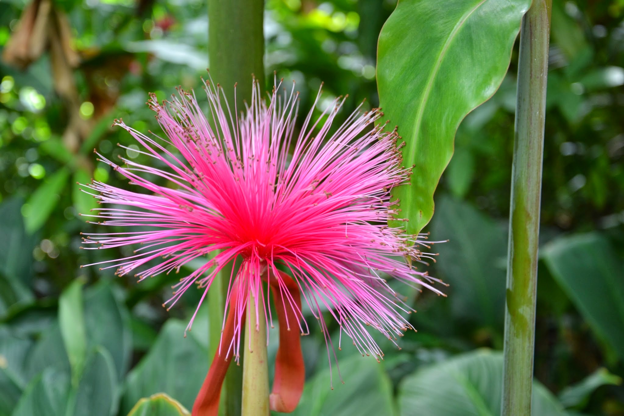 Blüte