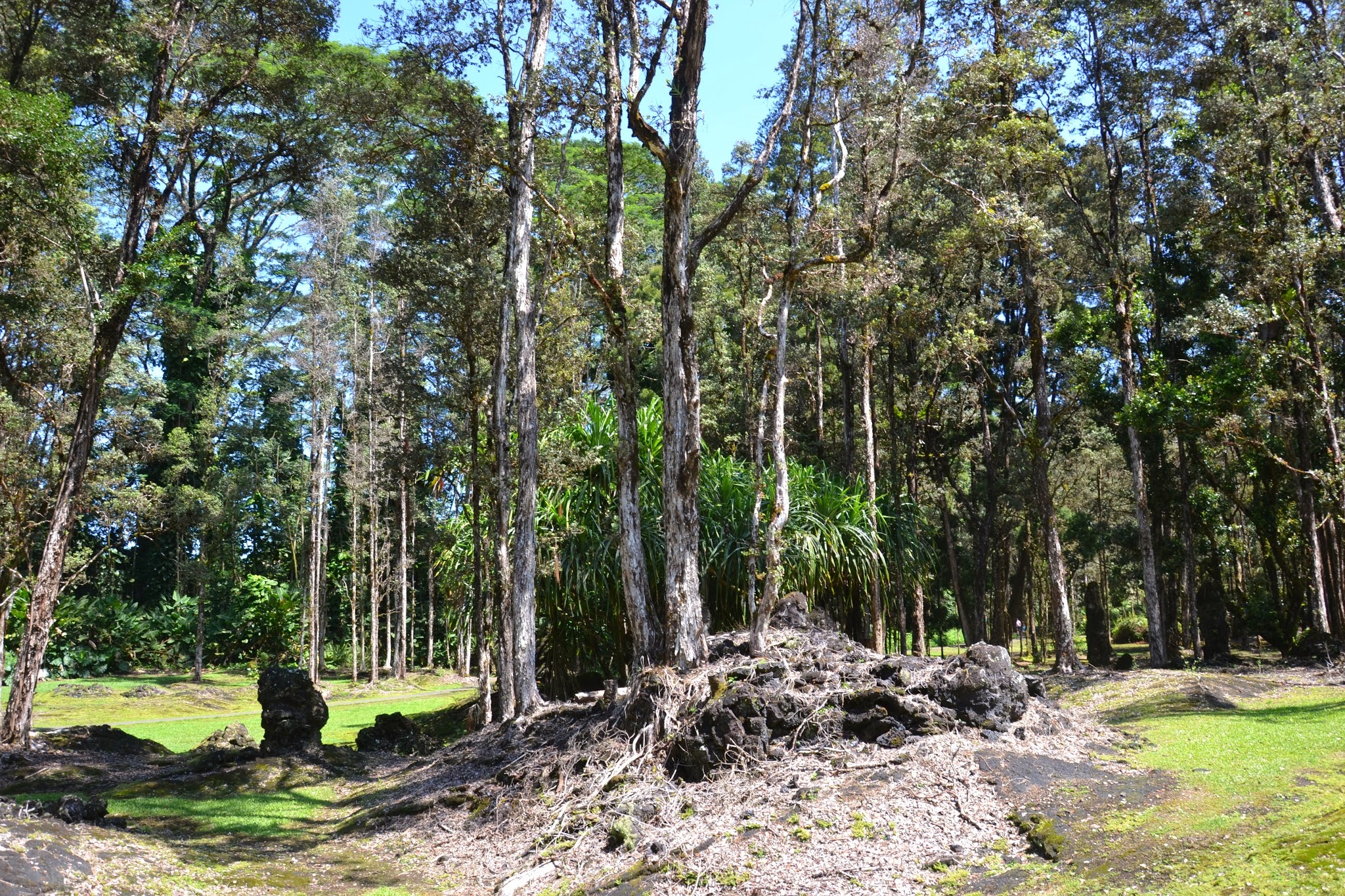 Lava Trees