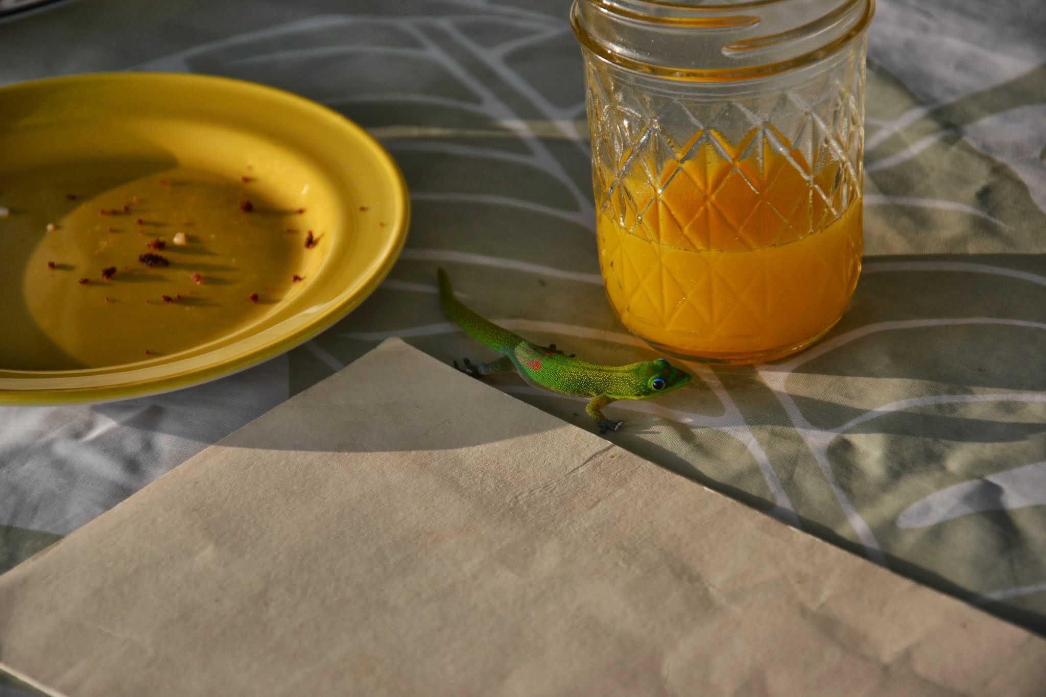 Der Gecko und der Mango Saft - Fortsetzung folgt