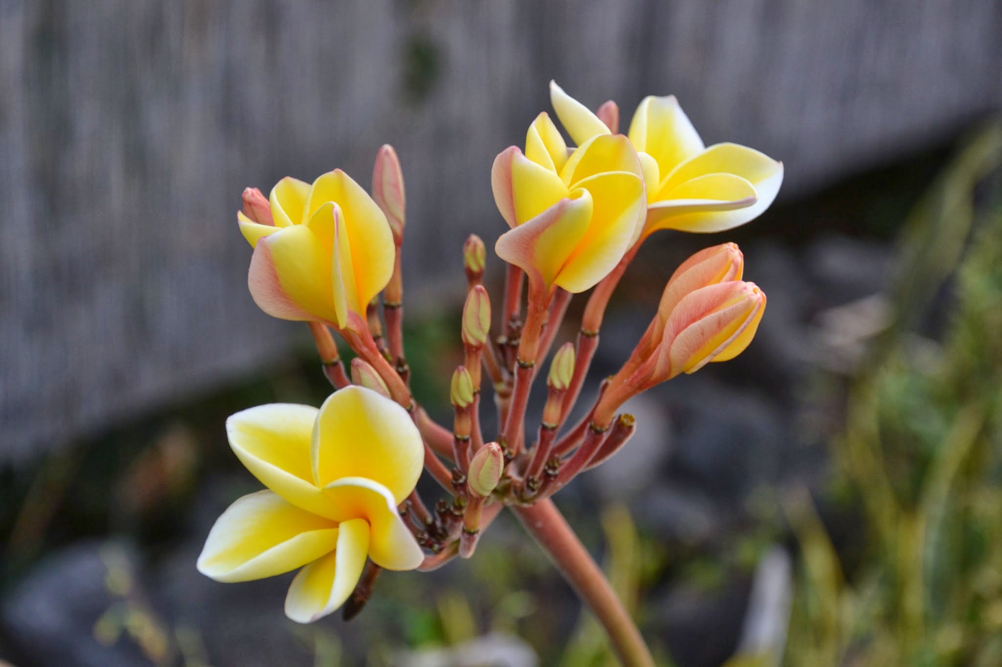 Plumeria