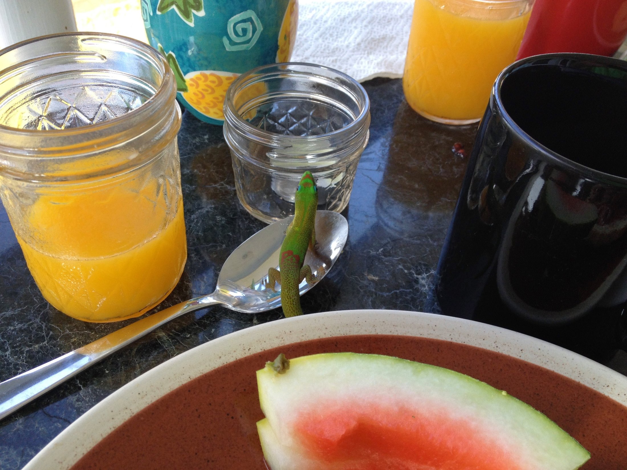 Gecko und Frühstück