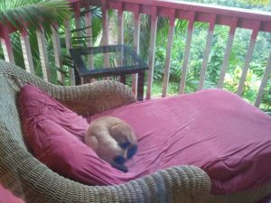Ramses schläft auf der Balkonliege