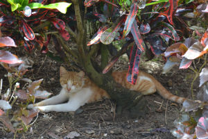 Katze 