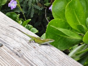 Ein kleiner grüner Mitbewohner