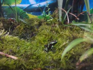 Und noch ein Frosch