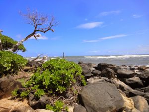 Nochmal Lydgate Beach