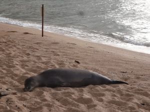 Hawaiianische Monkseal (leider vom Aussterben bedroht)