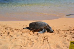 Schildkröte am Strand