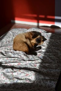 Der Katerersatz hat's endlich ins Bett geschafft!