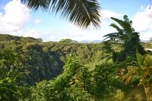 Ausblick von unserem Cottage - Berge und Regenwald