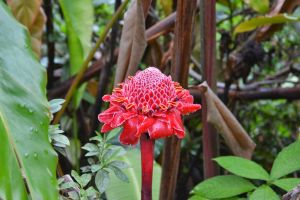 Blüte?
