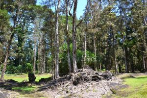 Lava Trees