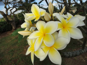 Plumeria