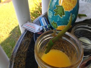 Gecko und der Mangosaft